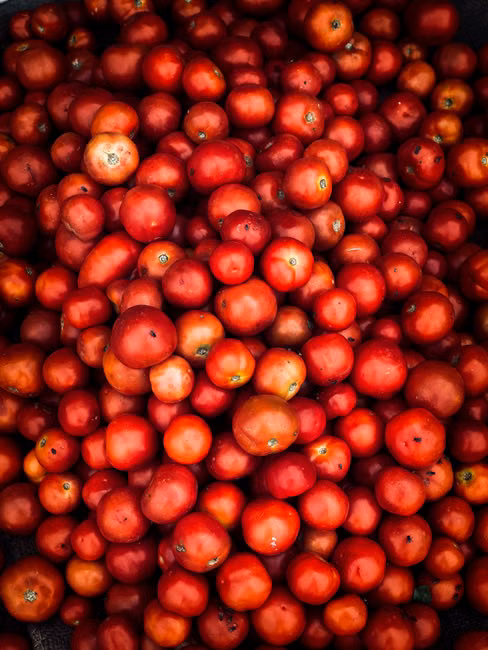 Tomate Italiano (kg)